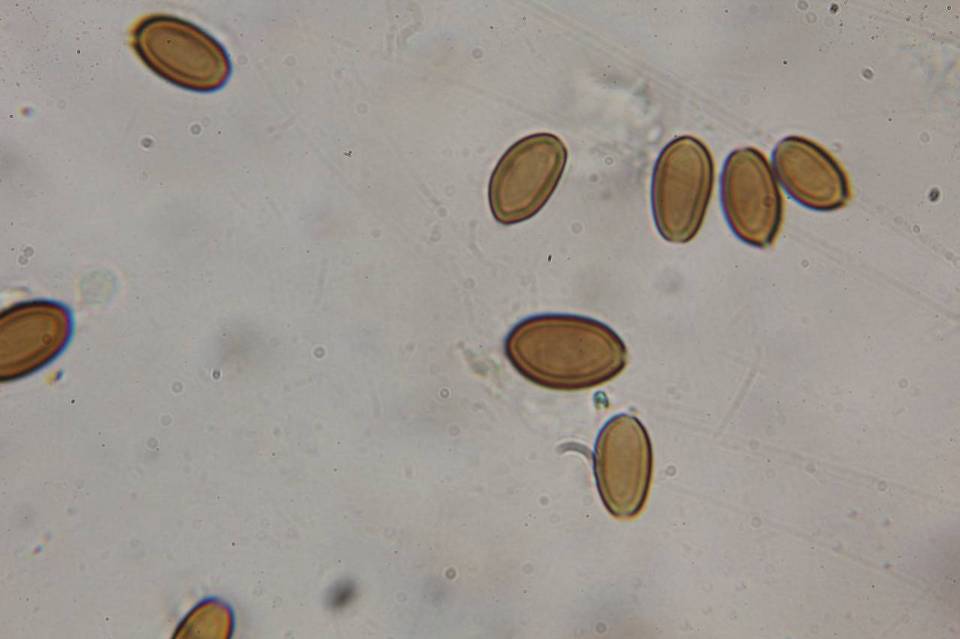 Psilocybe armandii image