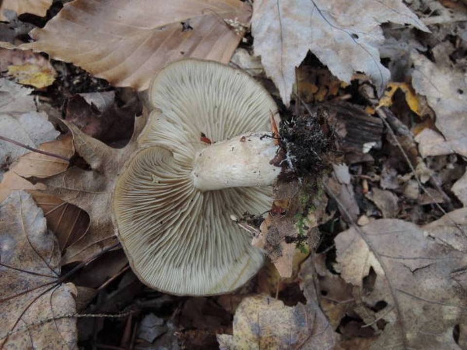 Lyophyllum luteogriseascens image