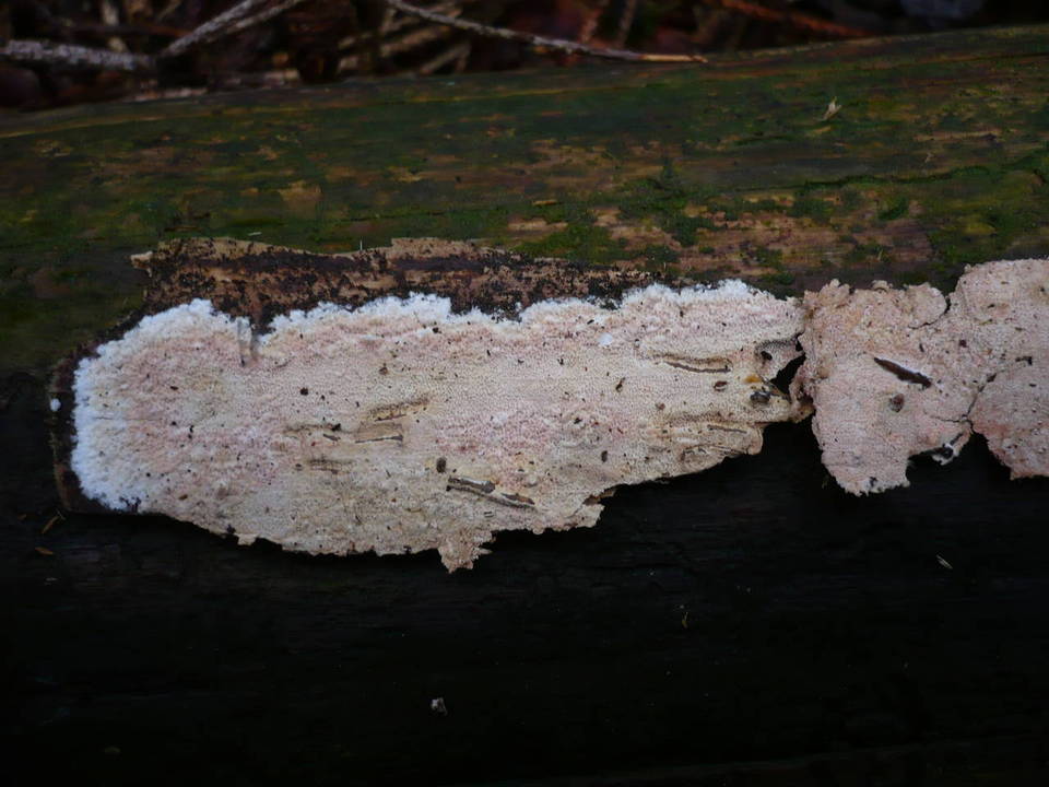 Ceraceomyces sublaevis image
