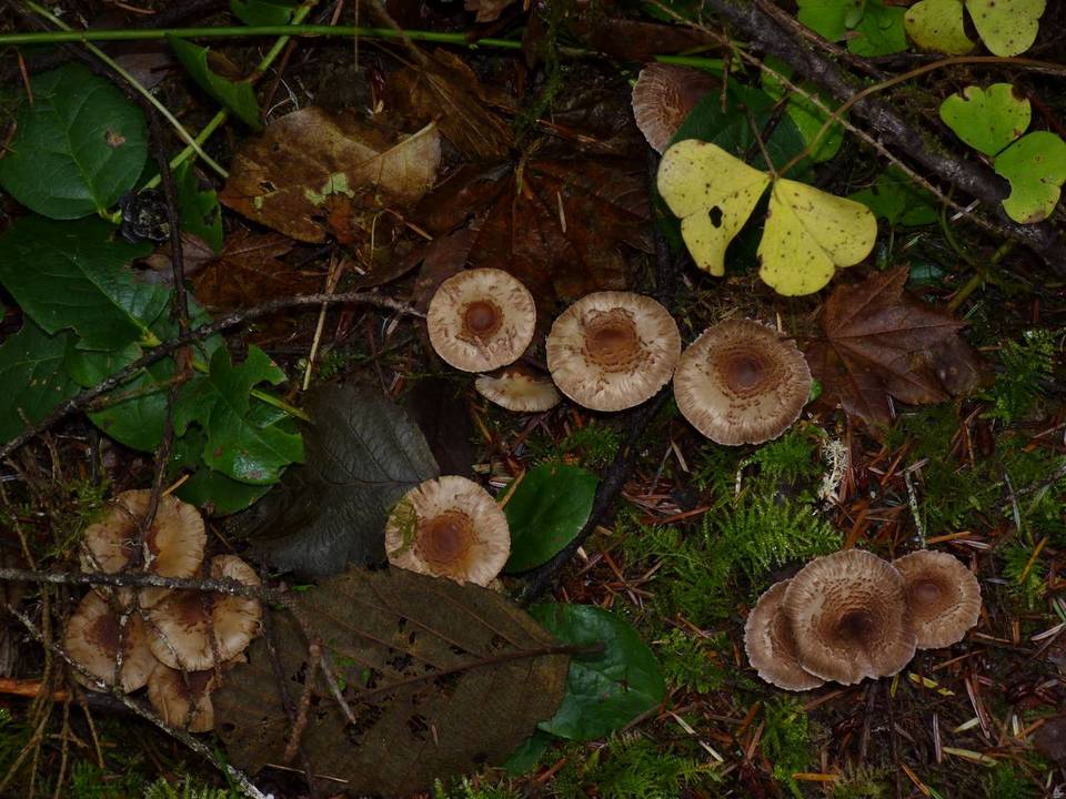Inocybe personata image