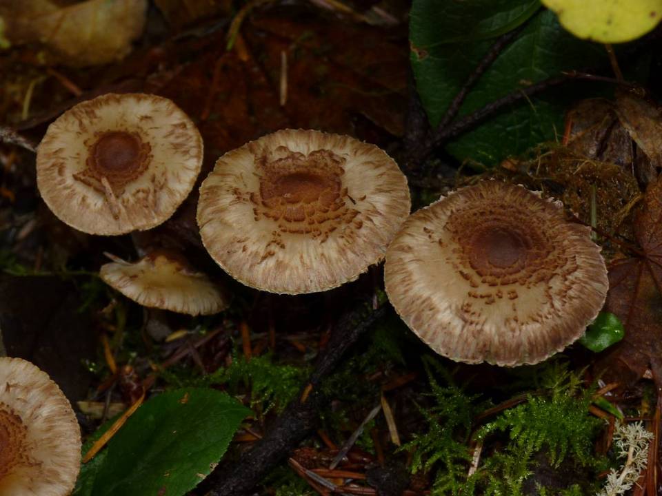 Inocybe personata image