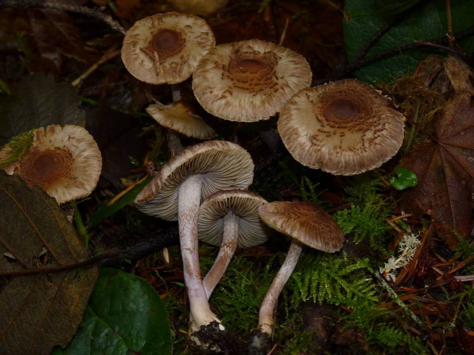 Inocybe personata image