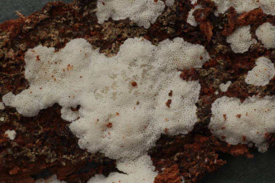 Obba rivulosa image