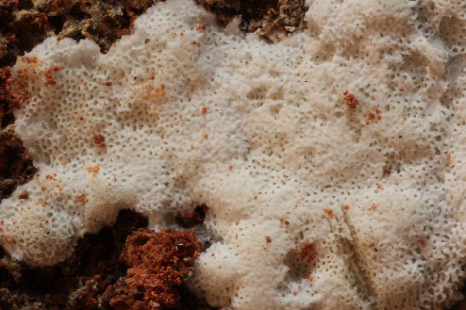 Obba rivulosa image
