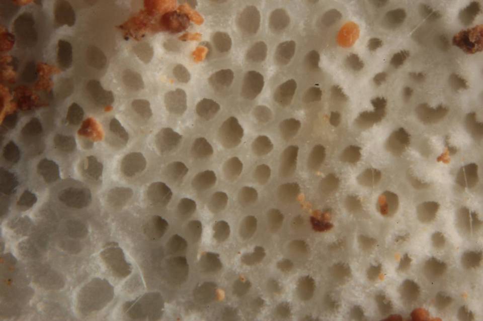 Obba rivulosa image