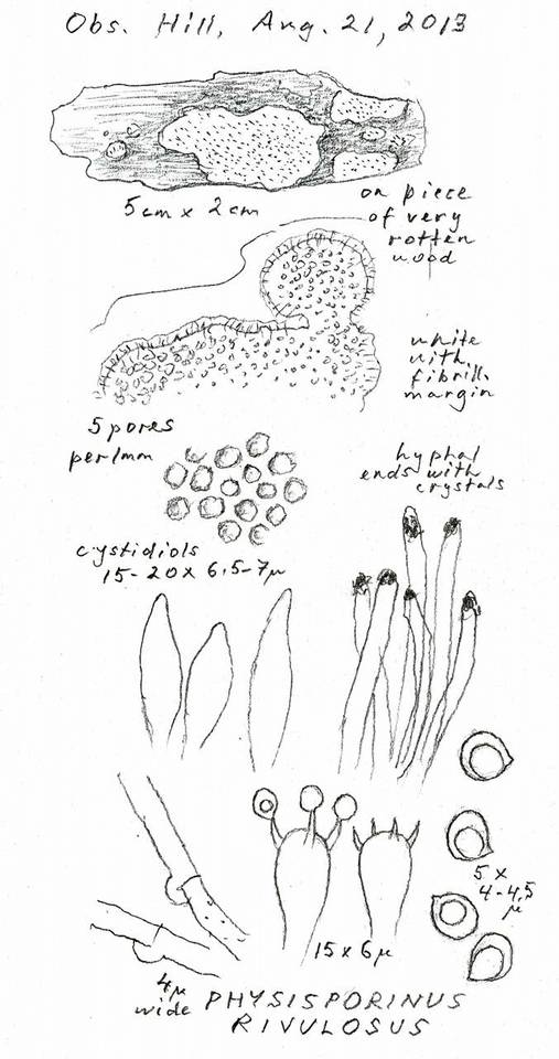 Obba rivulosa image