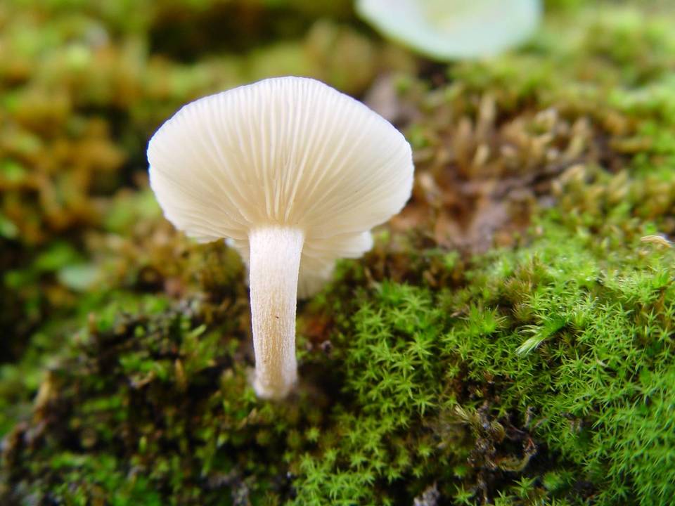 Clitocybe albofragrans image