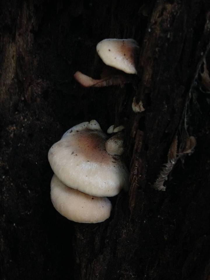 Lentinellus ursinus f. ursinus image