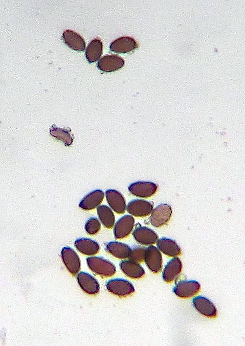 Panaeolus reticulatus image