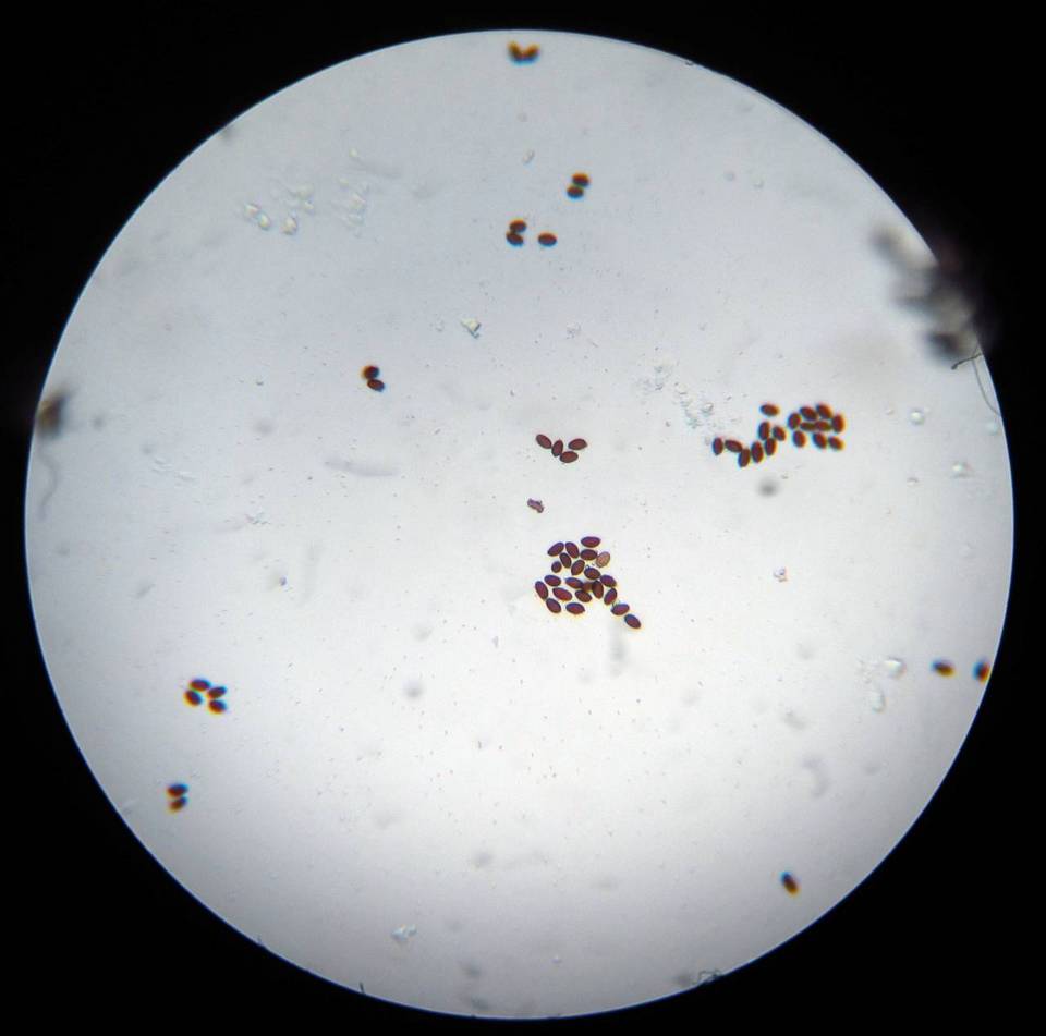Panaeolus reticulatus image