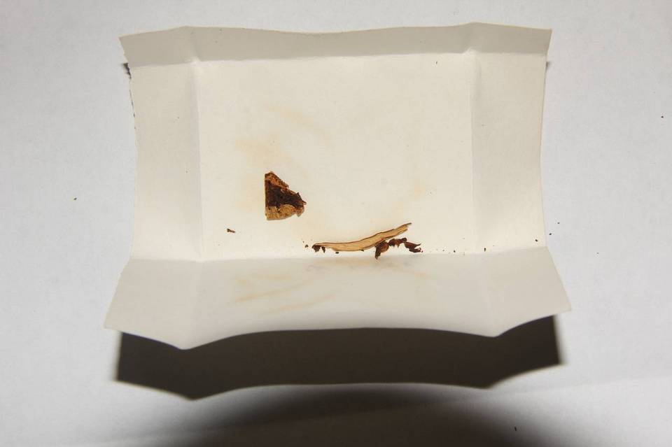 Psilocybe australiana image