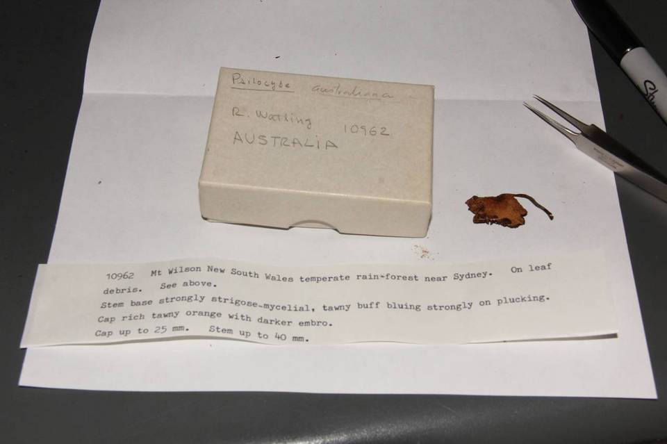 Psilocybe australiana image