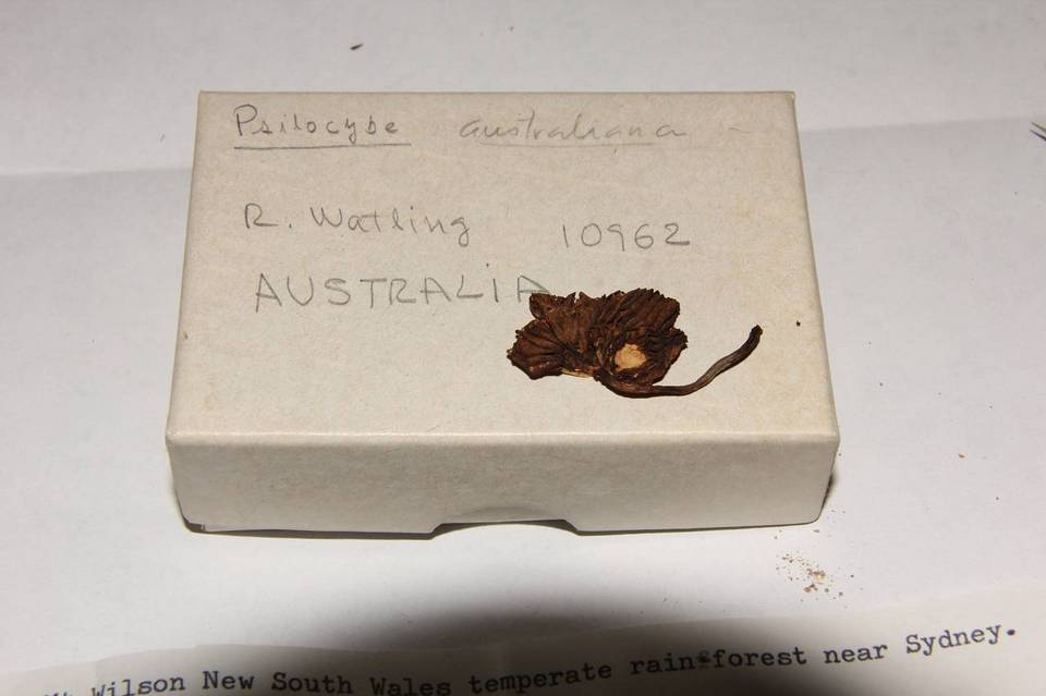 Psilocybe australiana image
