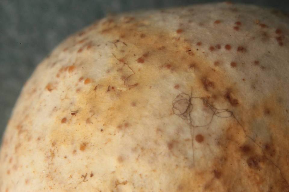 Endogone lactiflua image