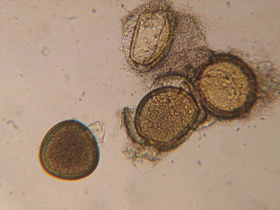 Endogone lactiflua image