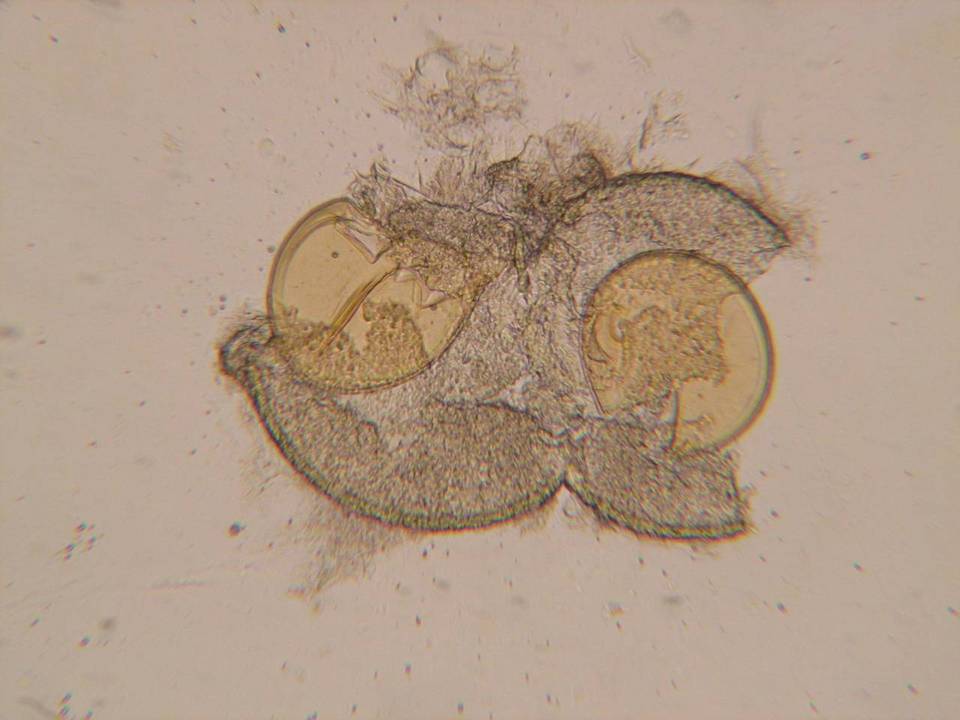 Endogone lactiflua image