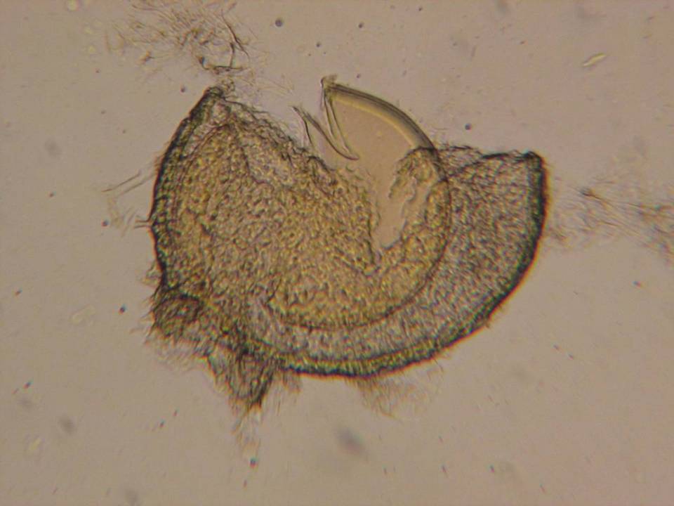 Endogone lactiflua image