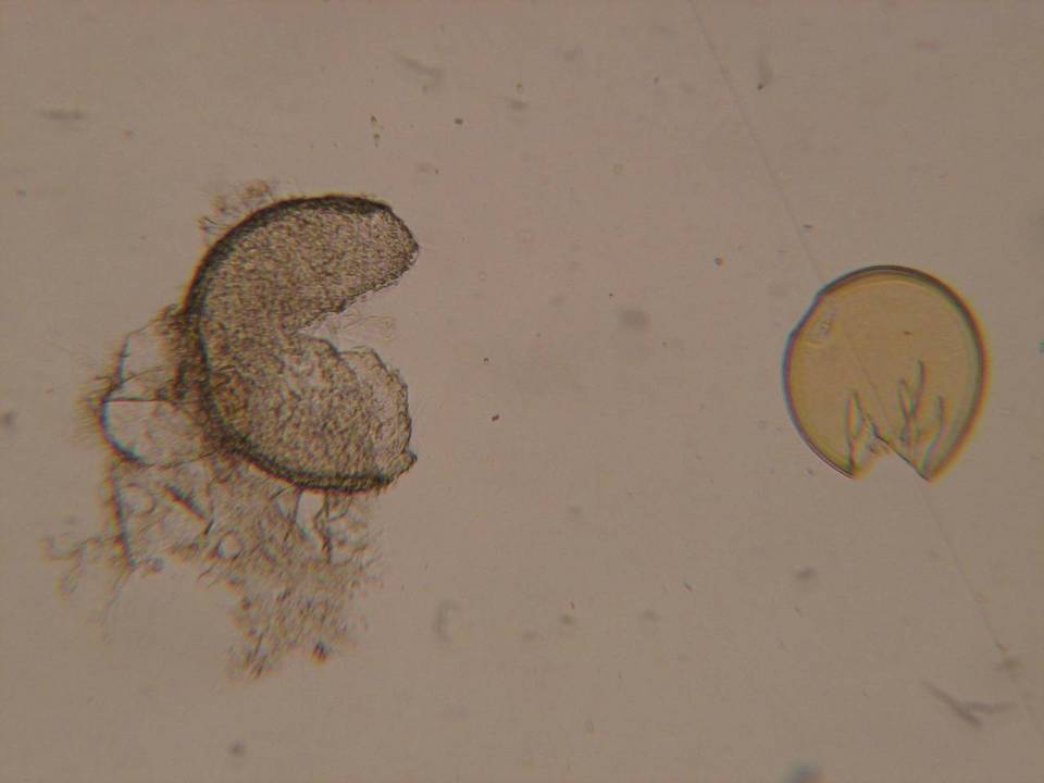 Endogone lactiflua image