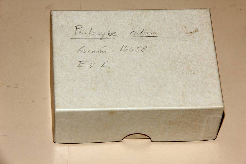 Psilocybe callosa image