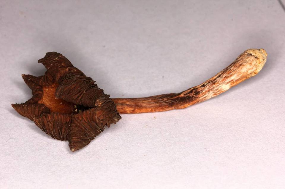 Psilocybe caerulescens var. nigripes image