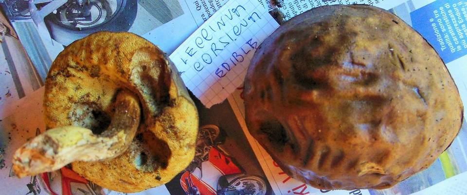 Leccinellum corsicum image