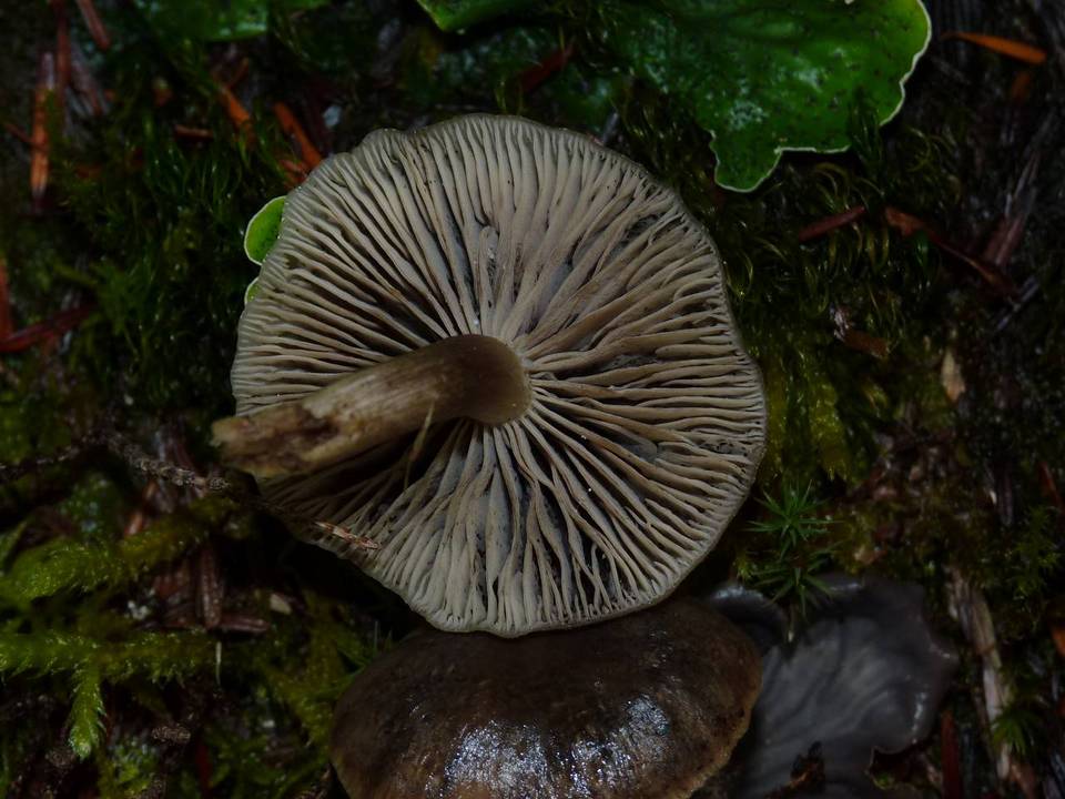 Neohygrocybe ingrata image