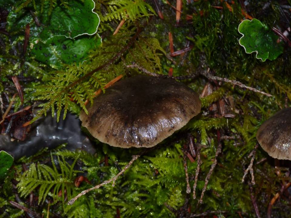 Neohygrocybe ingrata image