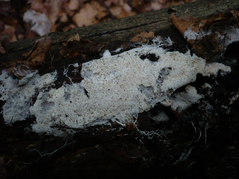 Ceriporiopsis mucida image