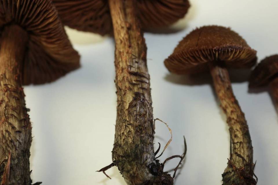 Inocybe hirsuta var. maxima image
