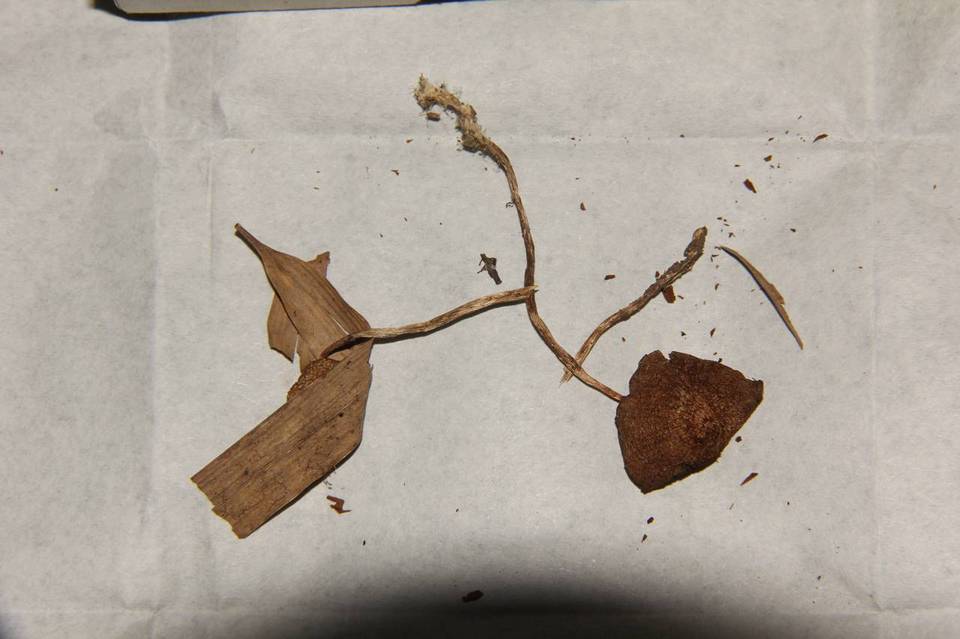 Psilocybe fasciata image