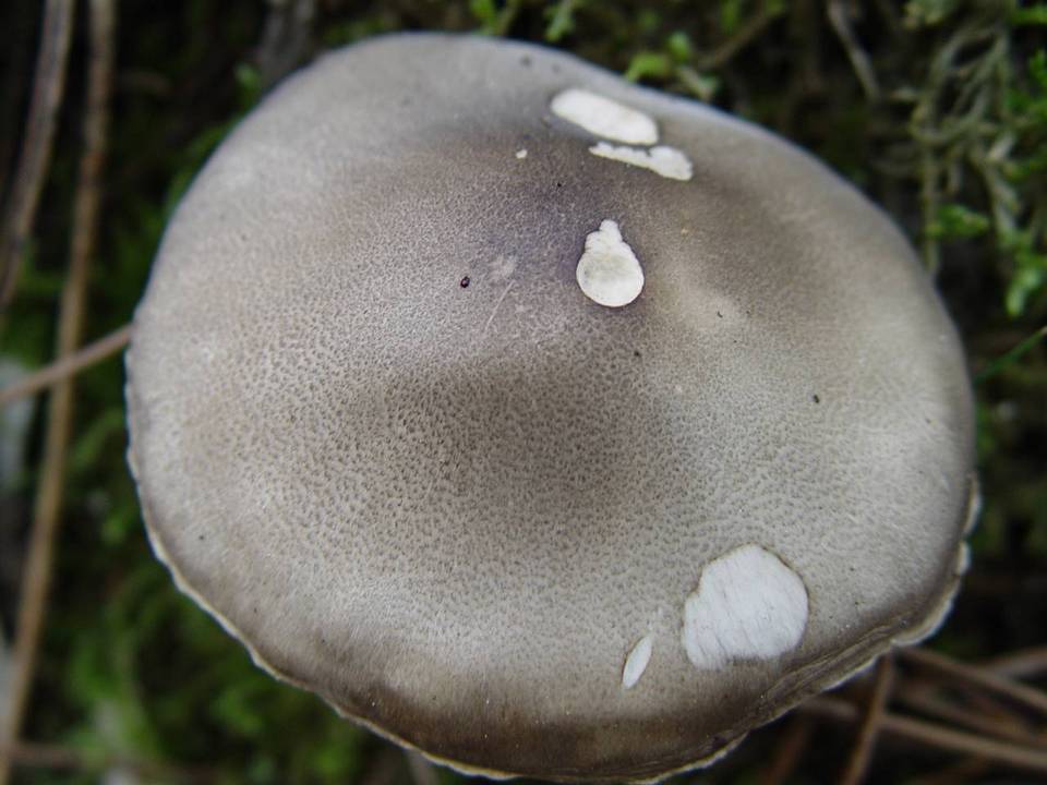 Tricholoma saponaceum var. squamosum image