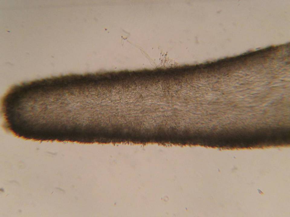 Hygrophorus subaromaticus image