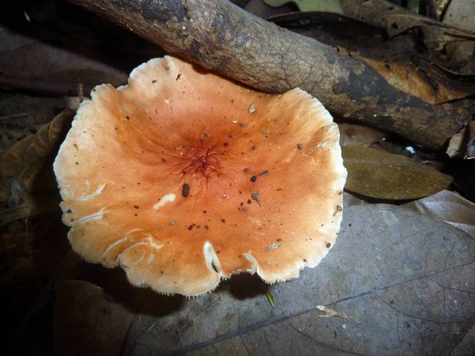 Leucopaxillus gracillimus image