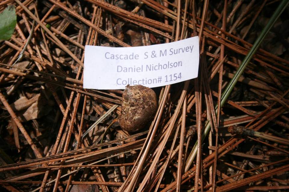 Rhizopogon vinicolor image