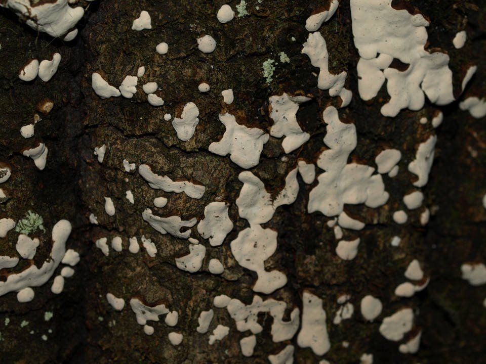 Dendrothele incrustans image
