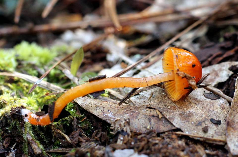Hygrocybe minutula image