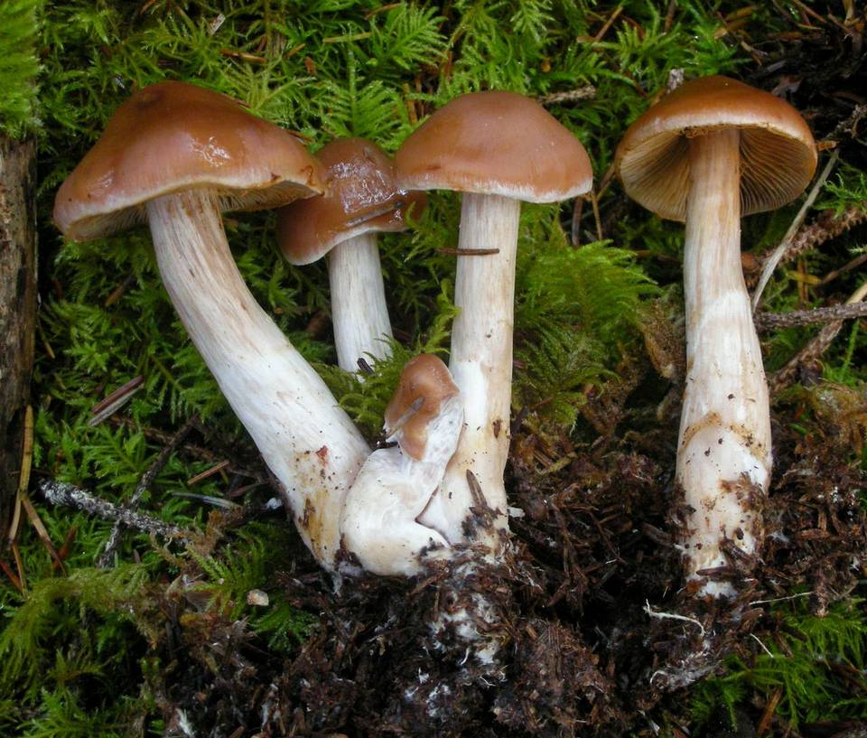 Cortinarius armeniacus image