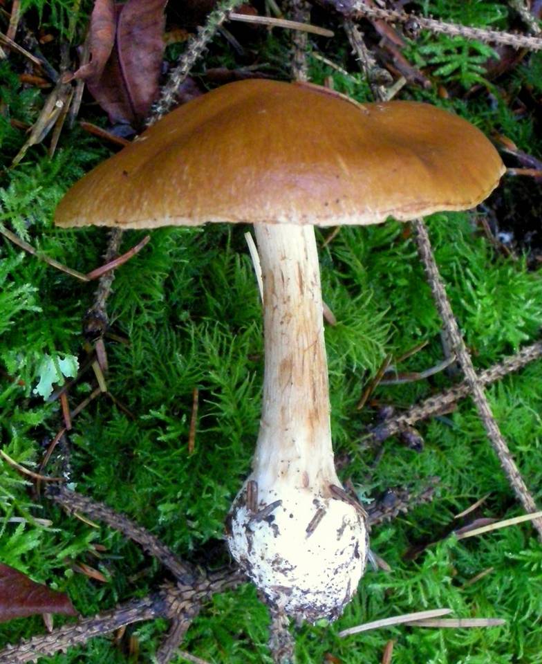 Cortinarius polymorphus image