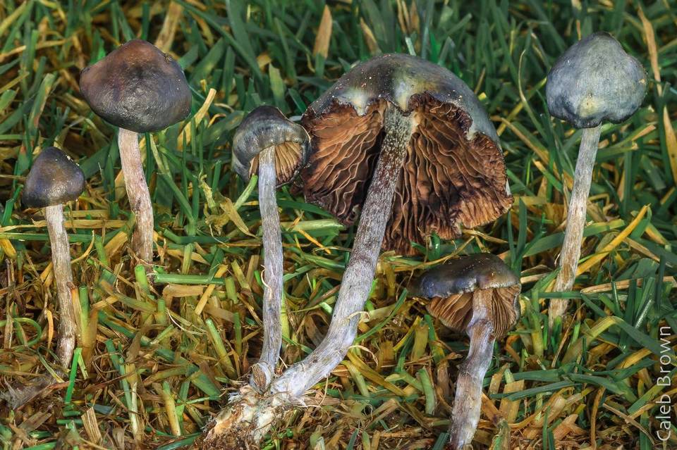 Psilocybe baeocystis image