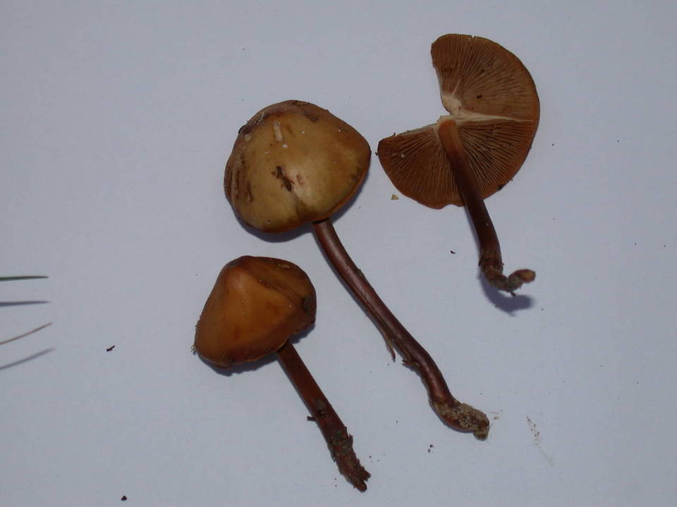 Phaeocollybia phaeogaleroides image