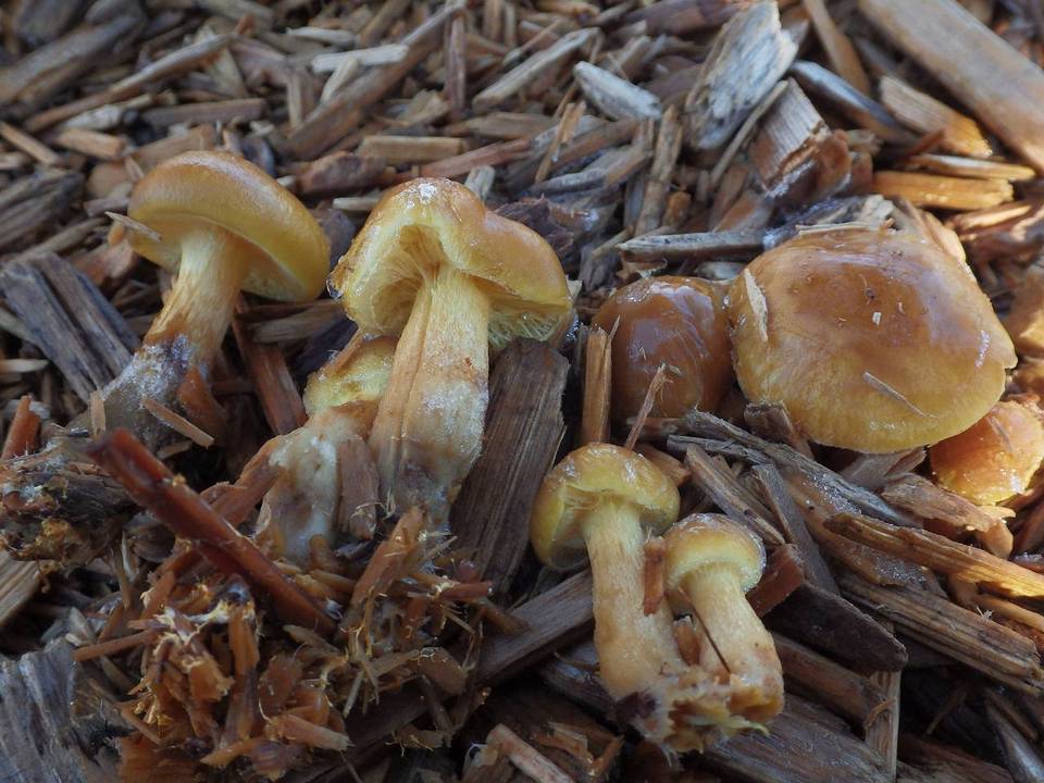 Pholiota olympiana image