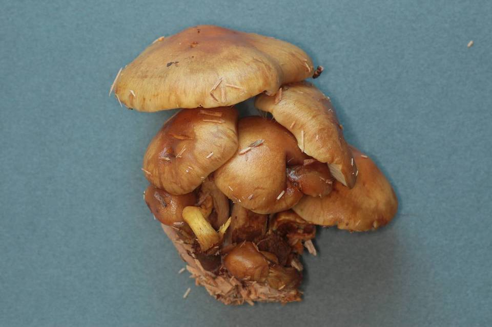Pholiota olympiana image