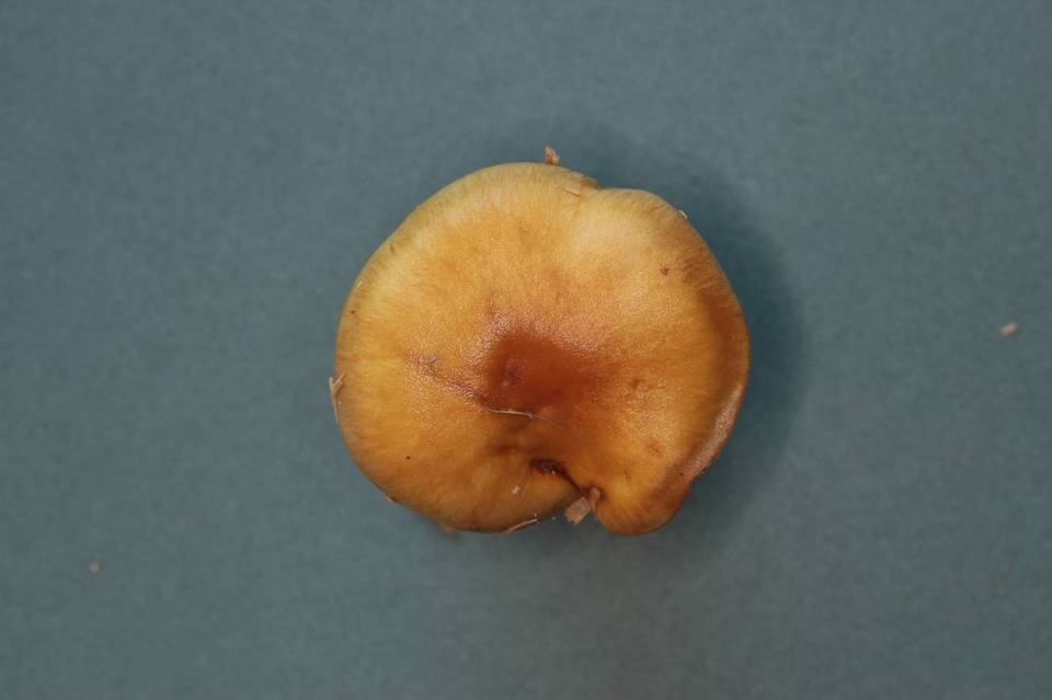 Pholiota olympiana image