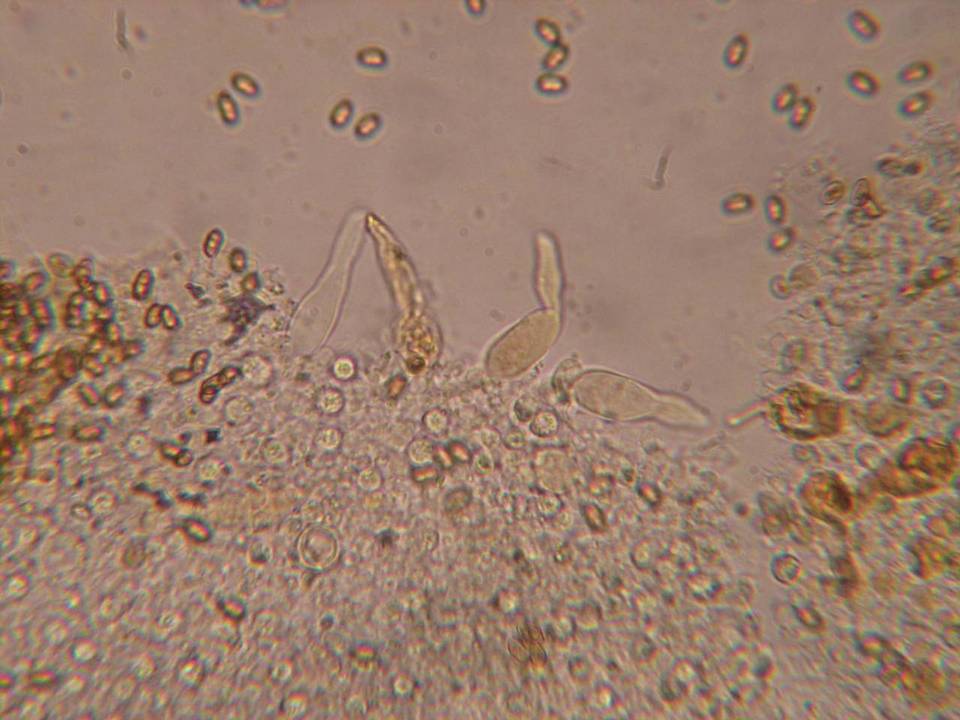 Pholiota olympiana image
