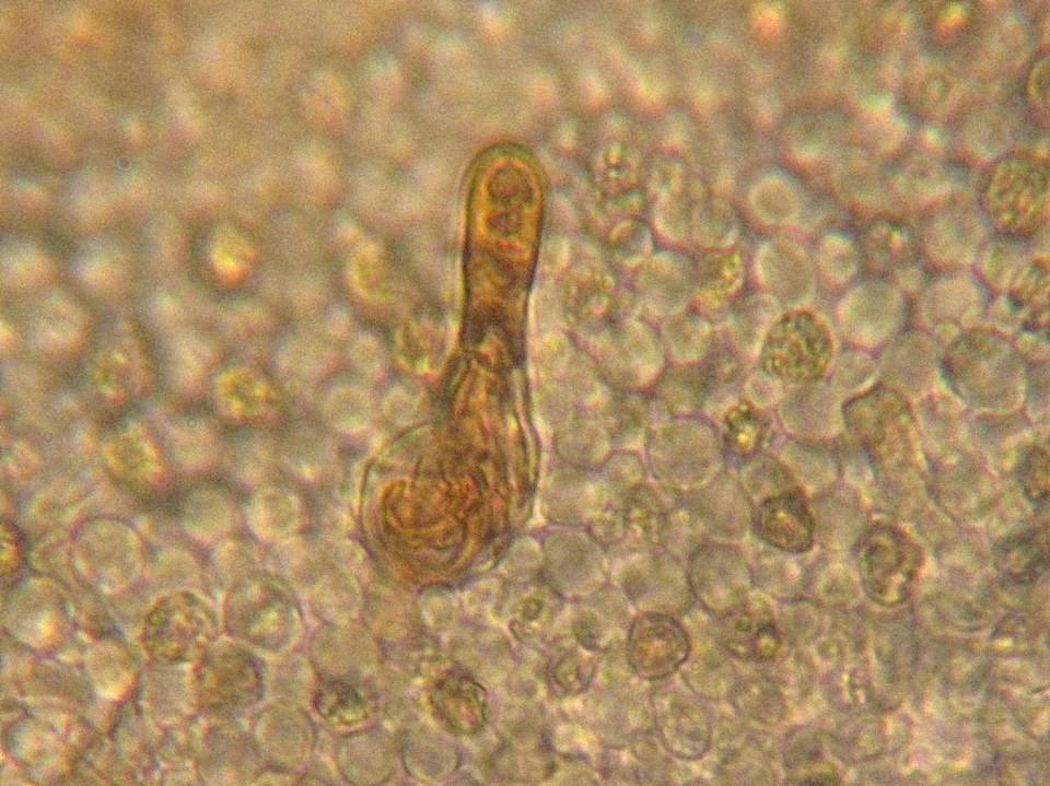 Pholiota olympiana image