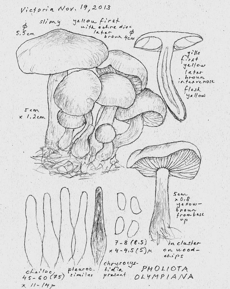 Pholiota olympiana image