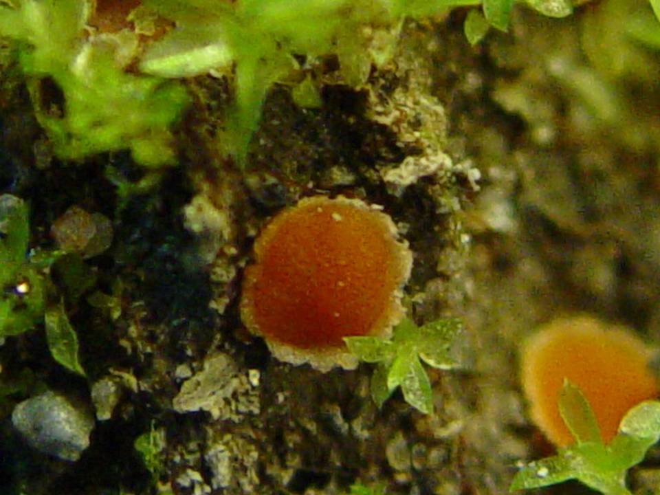 Lamprospora carbonicola image