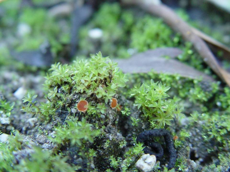 Lamprospora carbonicola image