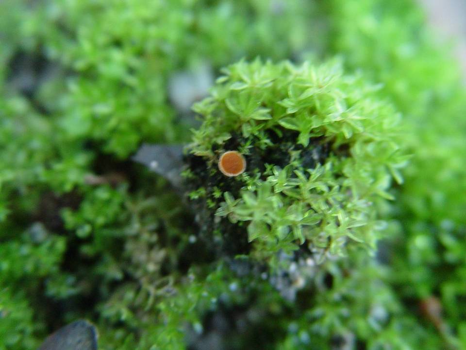 Lamprospora carbonicola image