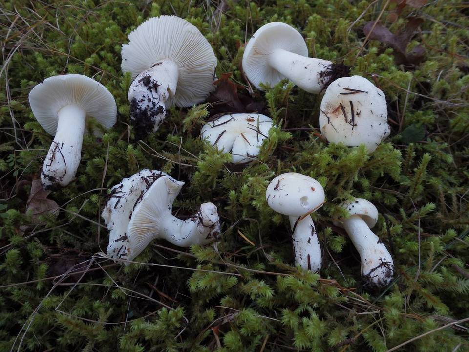 Russula crenulata image